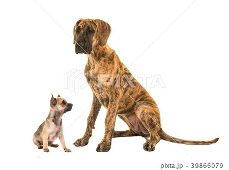 Brown great dane and cute chihuahua 39866079