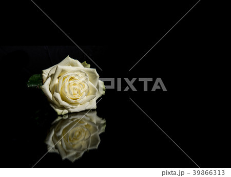 White blooming rose flower on a black background White blooming rose flower on a black background 39866313