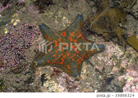 イトマキヒトデ 39866324