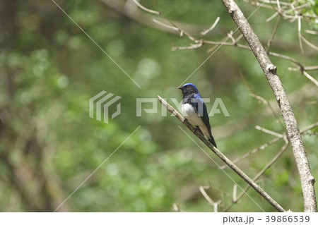 オオルリ 39866539