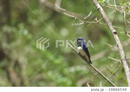 オオルリ 39866540