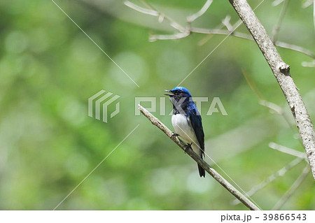 オオルリ 39866543