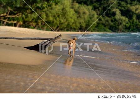 Island Dog running at the Lazy Beach shore 39866549