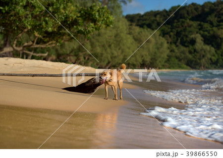 Island Dog running at the Lazy Beach shore 39866550