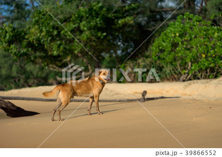 Island Dog running at the Lazy Beach shore 39866552