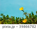 Common Purslane, Verdolaga, Pigweed or Pusley 39866782
