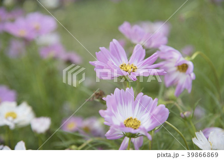 Close view of natural flower Cosmos Close view of natural flower Cosmos 39866869