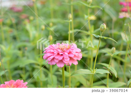 Beautiful pink flower (Zinnia) in the garden. 39867014