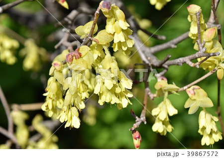 トサミズキ（土佐水木） 39867572