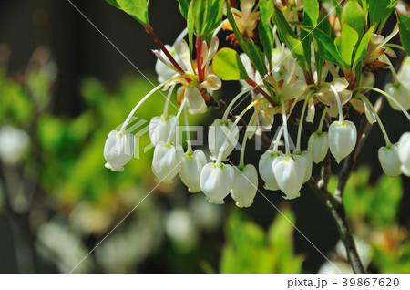 灯台躑躅(どうだんつつじ) 灯台躑躅(どうだんつつじ) 39867620