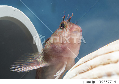 イソギンポ 39867714