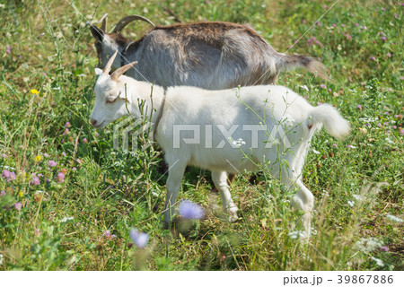 Two goats are on the summer meadow 39867886