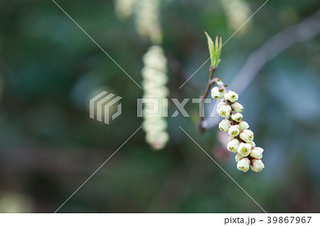 キブシの花 キブシの花 39867967