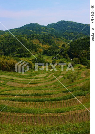 早苗の房総半島・大山千枚田 早苗の房総半島・大山千枚田 39868040