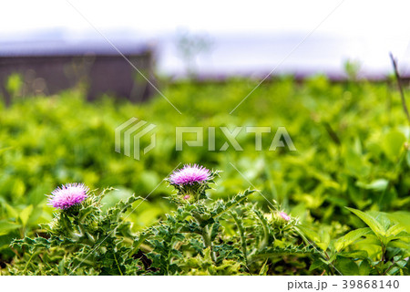 ナショナルパーク 国立公園 阿蘇くじゅう国立公園 39868140