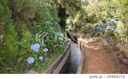 Water channel and footpath surrounded by flowers 39868259