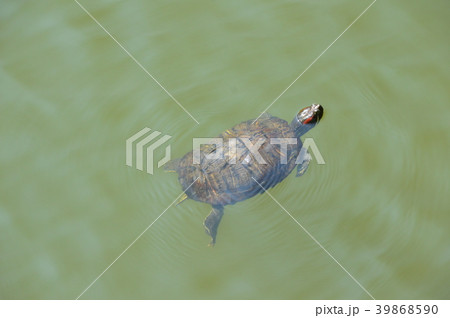 河底池を泳ぐ亀（天王寺公園／大阪市天王寺区茶臼山町） 39868590