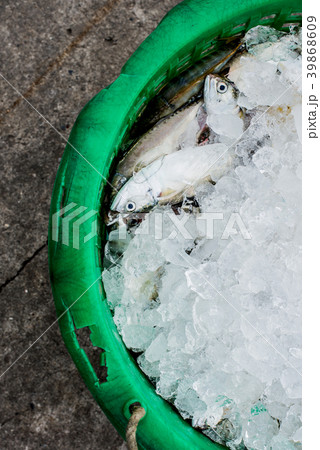 Dead sea animal after they were fished from sea 39868609