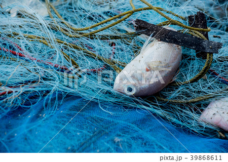 Dead sea animal after they were fished from sea 39868611