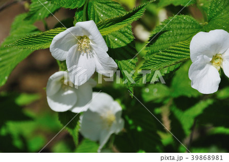 白山吹（しろやまぶき） 39868981