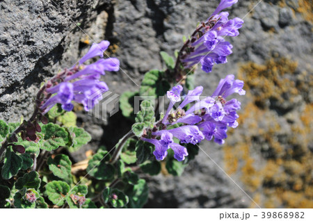 立浪草（たつなみそう） 39868982