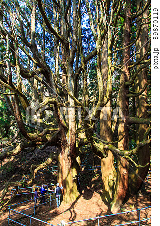 高森殿の杉　【熊本県阿蘇郡高森町】 39870119