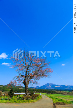 前原の一本桜　【熊本県阿蘇郡小国町】 39870173