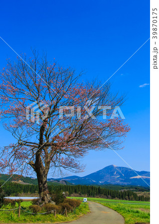 前原の一本桜　【熊本県阿蘇郡小国町】 39870175