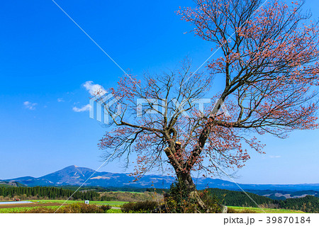 前原の一本桜 熊本県阿蘇郡小国町 の写真素材