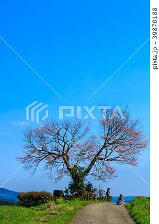 前原の一本桜　【熊本県阿蘇郡小国町】 39870188