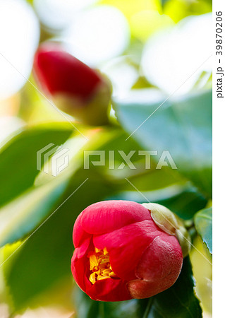 椿の赤い花 39870206