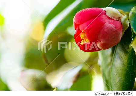 椿の赤い花 椿の赤い花 39870207