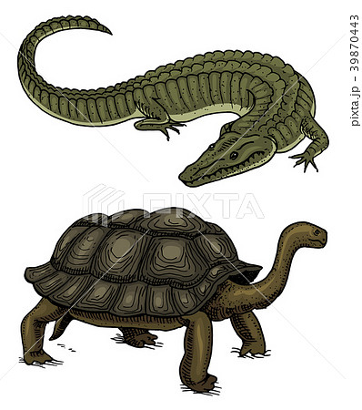 Crocodile and turtle. Reptiles and amphibians Pet Crocodile and turtle. Reptiles and amphibians Pet 39870443
