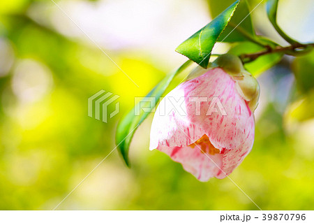 ツバキ・玉霞 ツバキ・玉霞 39870796