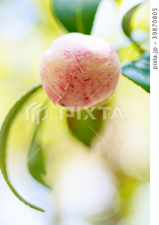 ツバキ・玉霞 39870805