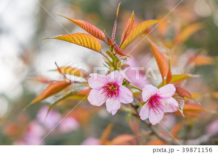 Wild Himalayan Cherry blossoms in Thailand. Wild Himalayan Cherry blossoms in Thailand. 39871156
