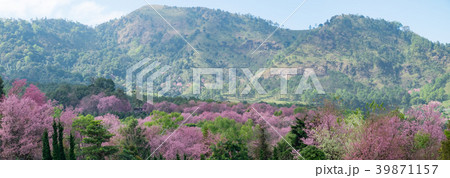 Panorama view of Wild Himalayan Cherry blossoms. Panorama view of Wild Himalayan Cherry blossoms. 39871157