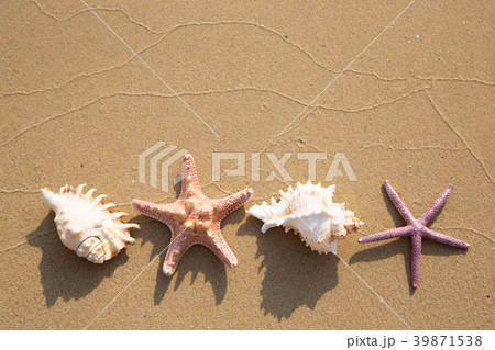 Background of sea shells Background of sea shells 39871538
