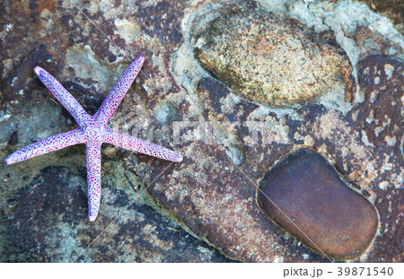 Background of sea star and stones Background of sea star and stones 39871540