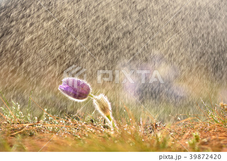 Spring flower.Nature with springtime pasque flower Spring flower.Nature with springtime pasque flower 39872420