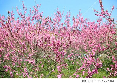 桃の花満開 桃の花満開 39872488