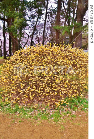 早春の花木 春を告げる可愛い球状の花を付けるミツマタの一叢 縦位置の写真素材