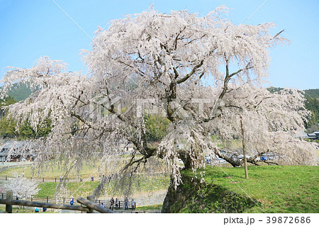又兵衛桜満開 39872686