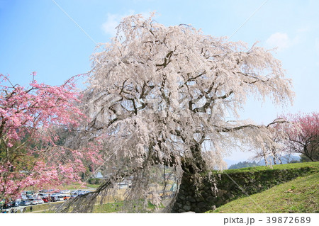 又兵衛桜満開 39872689