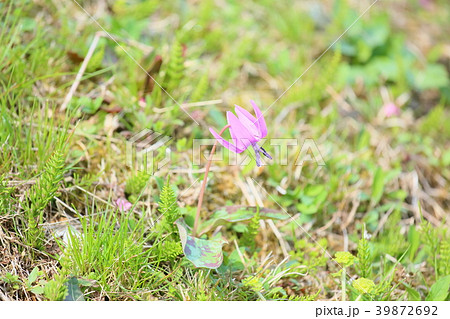 カタクリの花満開 カタクリの花満開 39872692