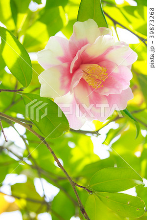ハルサザンカまたはツバキ・斑入り笑顔 ハルサザンカまたはツバキ・斑入り笑顔 39873268