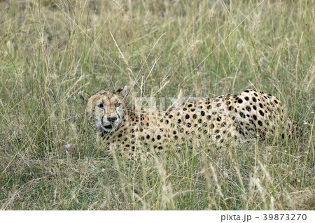 セレンゲティ国立公園 39873270