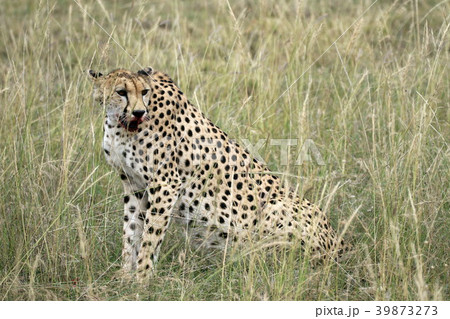 セレンゲティ国立公園 39873273