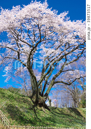 一本桜 - 鉢形城の桜　エドヒガン 39873517