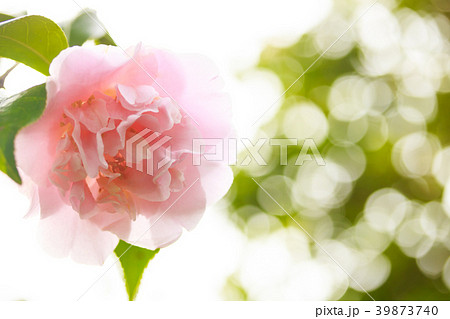 ツバキ・盛装 ツバキ・盛装 39873740